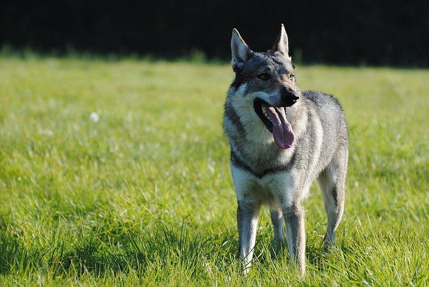 Lovely Czechoslovak Wolfdog dog and . Beautiful, czechoslovakian ...