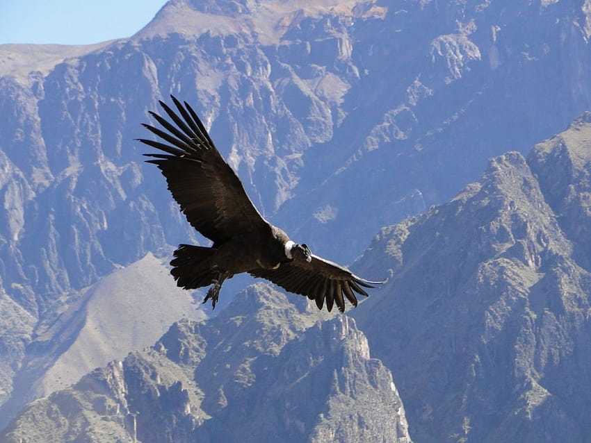 Condor de los andes ...pinterest, andean condor HD тапет