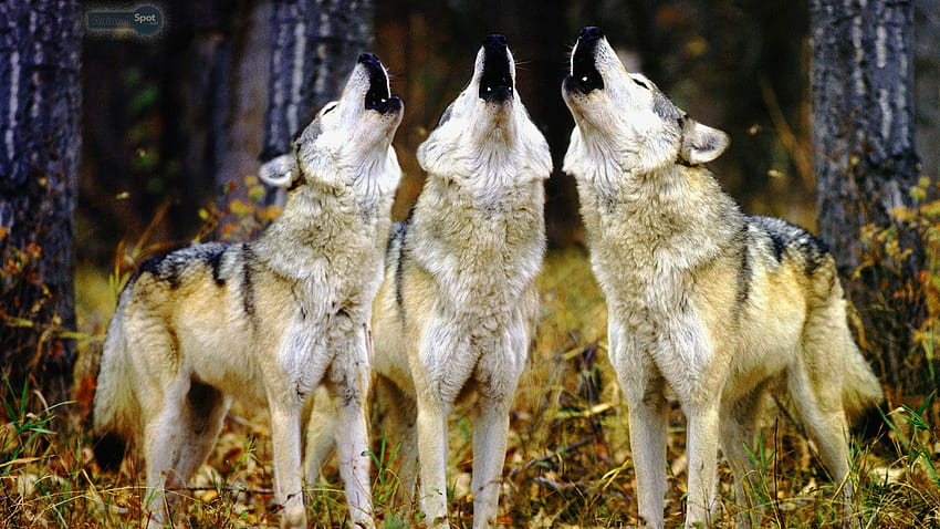 53 Pack of Wolves
