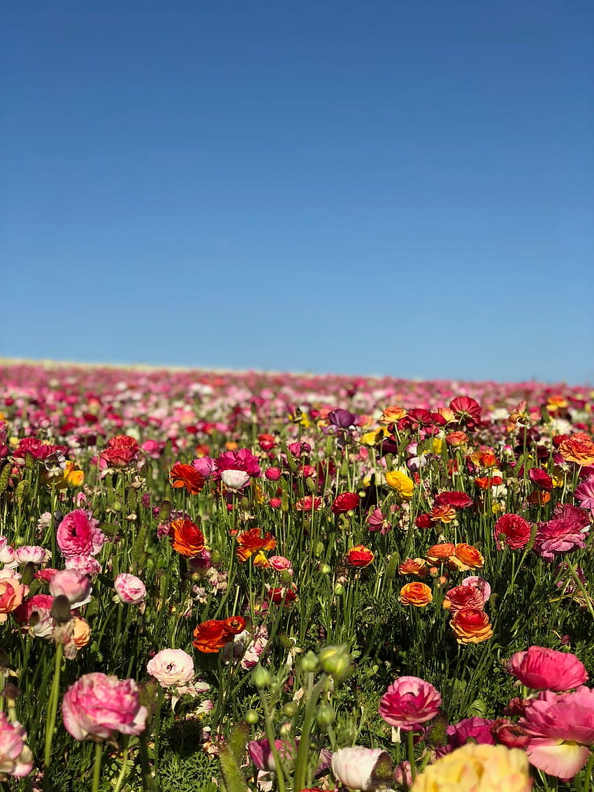 30k+ Field Of Flowers, fattoria dei fiori Sfondo del telefono HD