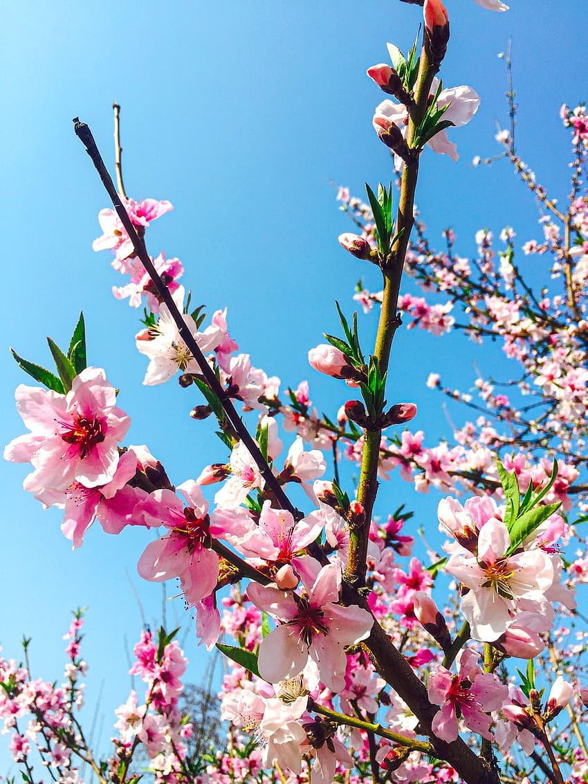 桃の花、桃の花 HD電話の壁紙