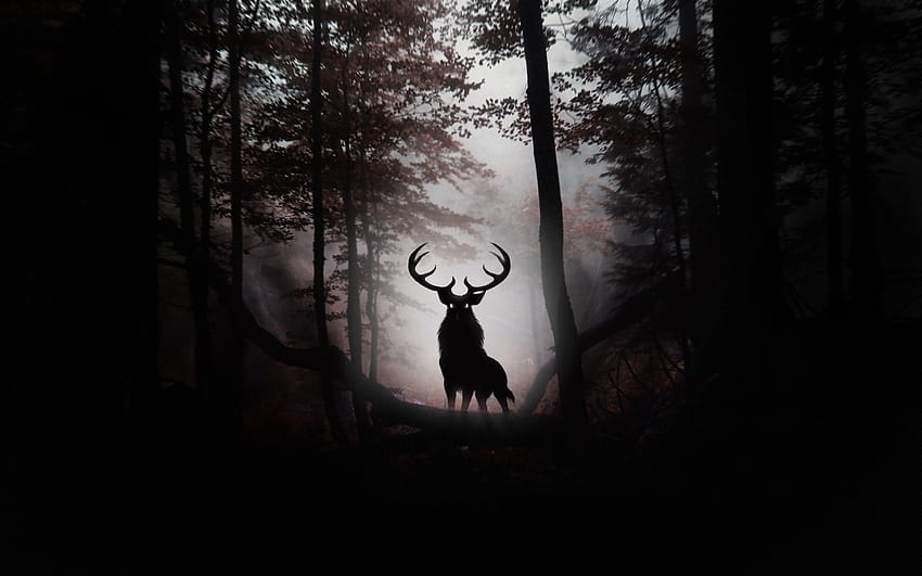 100% Quality Deer Ultra, deer forest HD wallpaper