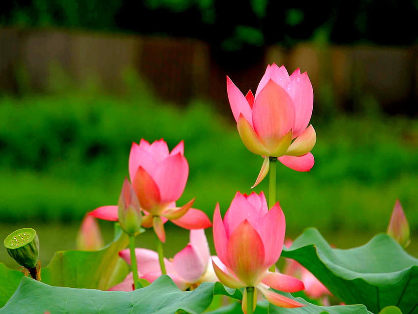 Flores: Flores de loto Capullos Naturaleza Flor Iphone 6 para fondo de pantalla
