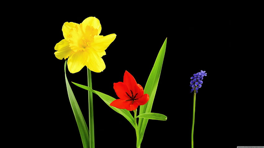 Bunga Musim Semi, Bakung, Tulip, Muscari, Latar Belakang Hitam Ultra, bunga daffodil musim semi Wallpaper HD