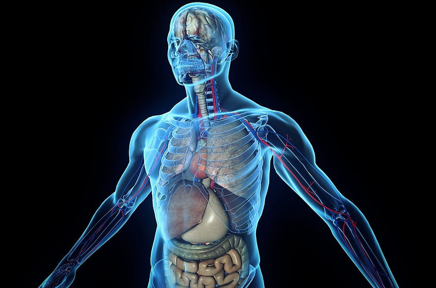 Menschlicher Körper, Körperteile HD-Hintergrundbild