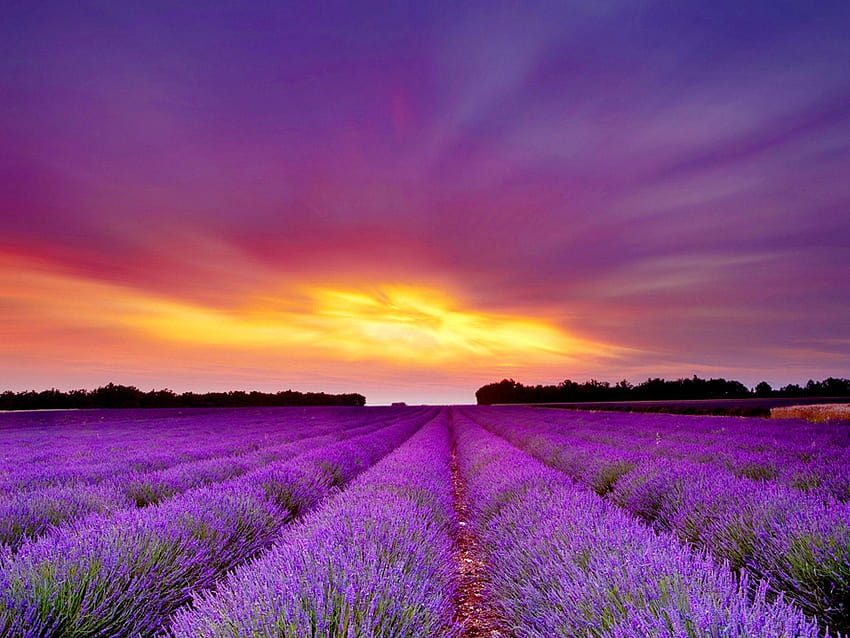 campo de lavanda, ladang lavender prancis Wallpaper HD