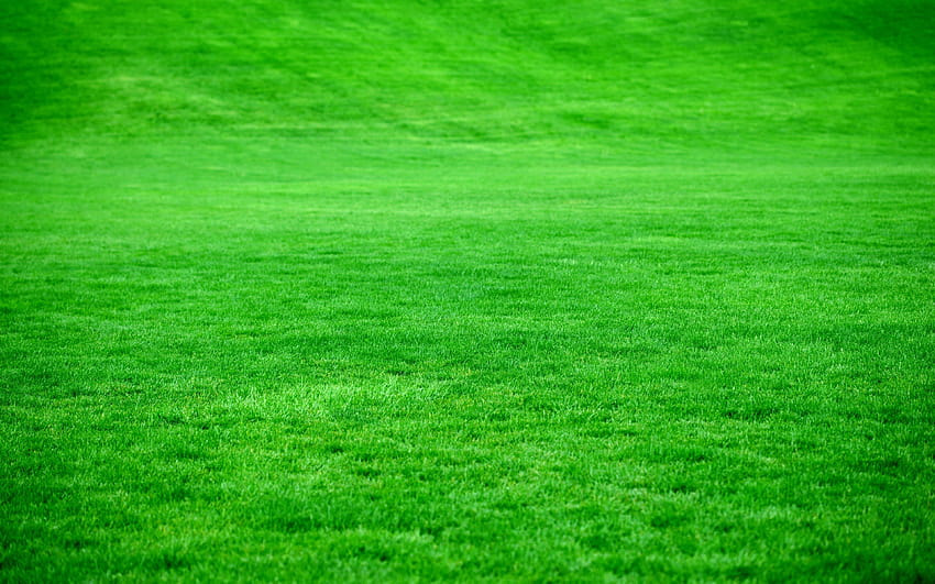 Grass, pasture HD wallpaper