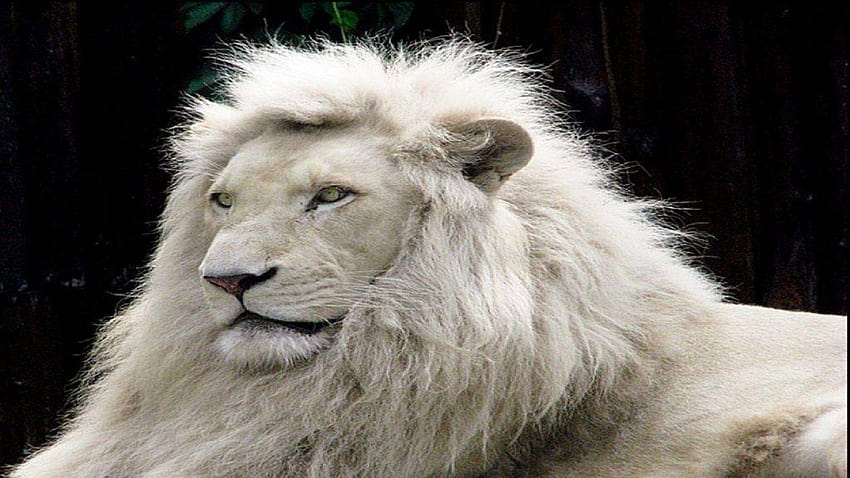 Animal, white lion HD wallpaper | Pxfuel