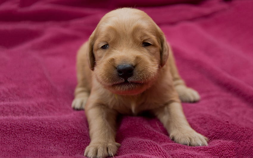 of a golden retriever puppy [2880x1800] for your , Mobile & Tablet, easter pups HD wallpaper