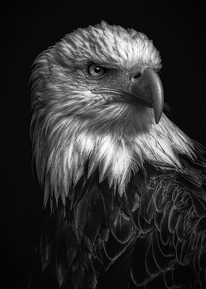 wild eagle head ' Poster by MK studio, dark eagle HD phone wallpaper