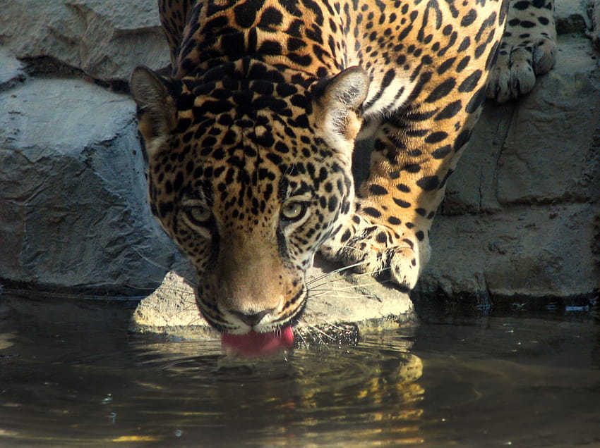 Leopard Drinking Water HD wallpaper