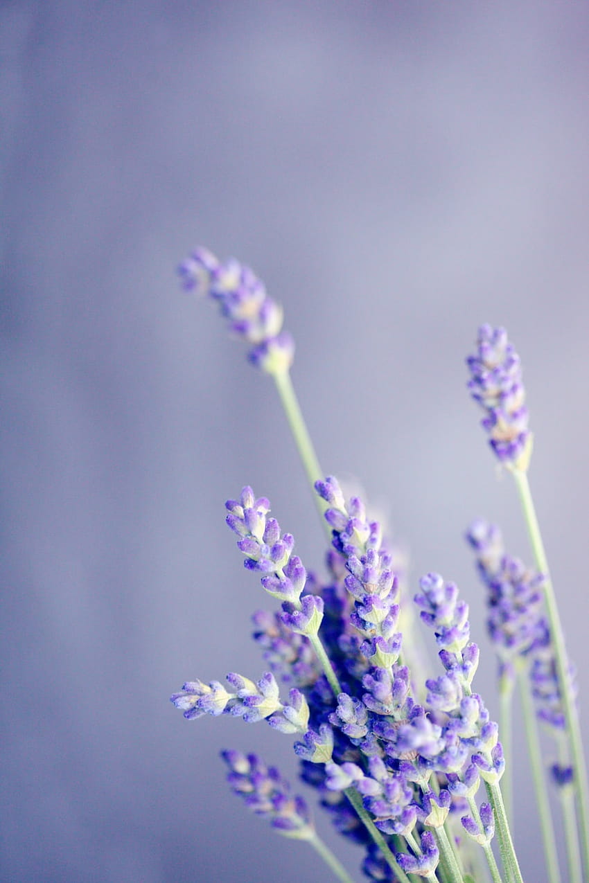 Benefits and Uses of Lavender Essential Oil for Skin Care, Body Care