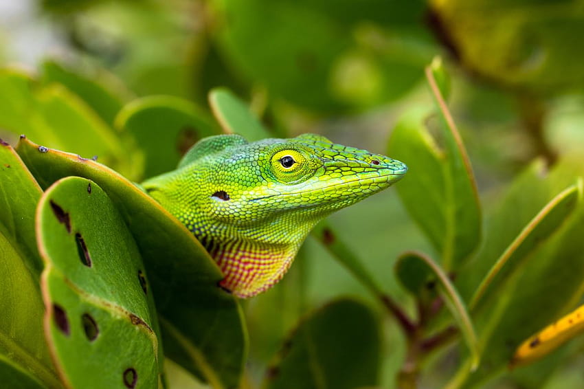 Species coexistence in landscapes of fear, green anole arboreal lizard HD wallpaper