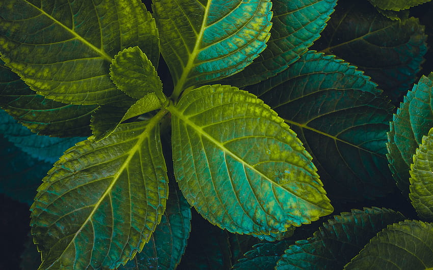 3840x2400 leaves, plant, carved, green ultra 16:10 backgrounds HD wallpaper  | Pxfuel