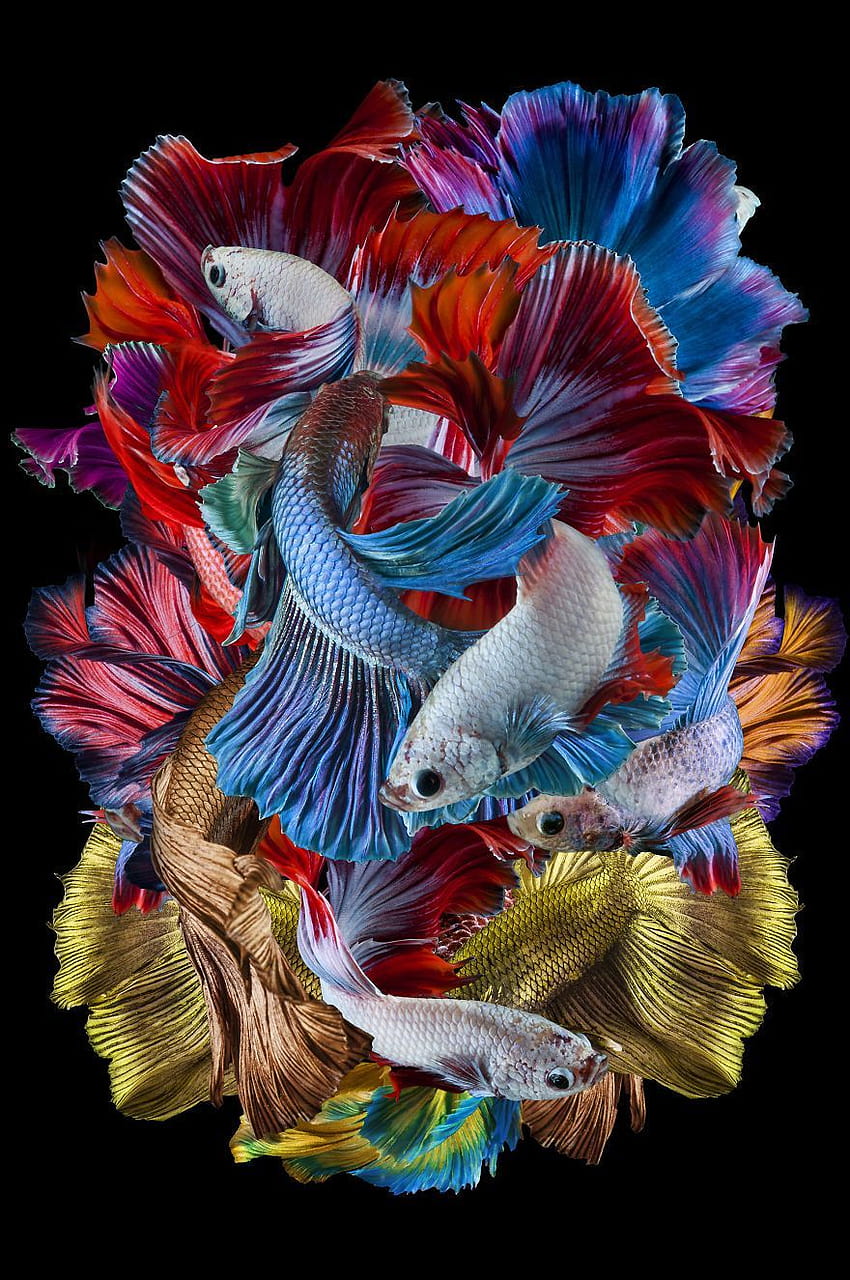 Creative: 'Tarian Ikan Cupang' By Dhiky Aditya, Indonesia HD phone wallpaper