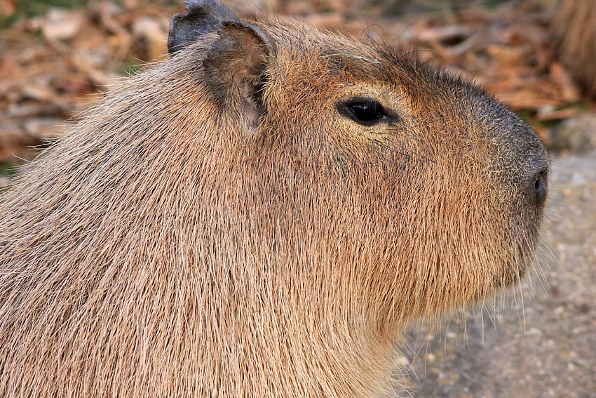 Capybara Backgrounds HD wallpaper