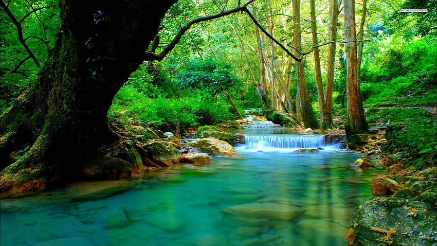 Forest River, internationaler Tag des Waldes HD-Hintergrundbild