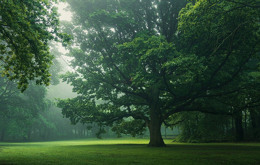 drzewa, przyroda, Park, liście, ranek, mgła, dąb, dęby, sekcja природа, poranna mgła Tapeta HD