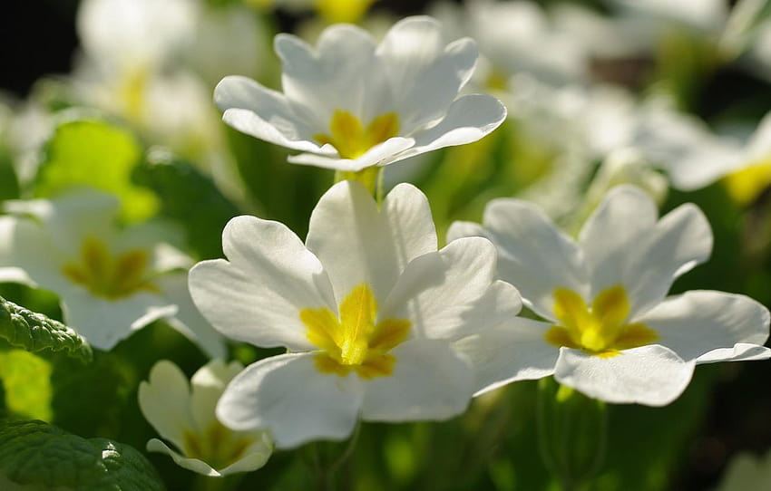 fiori, natura, tenerezza, bellezza, piante, flora bianca Sfondo HD