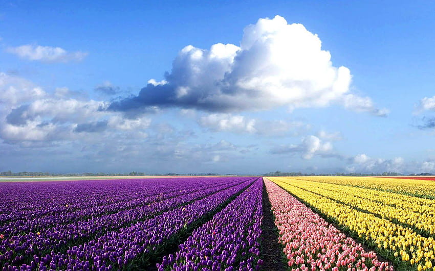 Indahnya Kebun Bunga di Belanda papel de parede HD