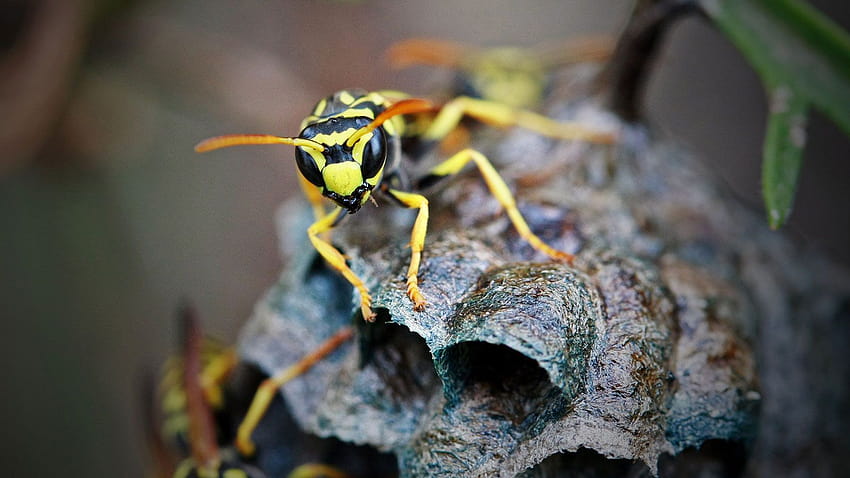 Wasps Have an Problem, But Here's Why We Need Them, hornet HD wallpaper