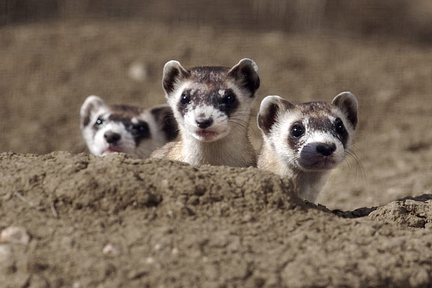 Black Footed Ferrets The 15 Cutest Endangered Animals in [2100x1400] for  your , Mobile & Tablet HD wallpaper | Pxfuel