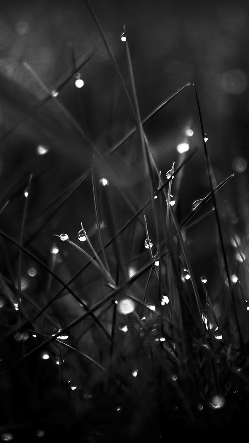 Dark Dew Morning Leafy Grass Landscape, iphone scuro Sfondo del telefono HD