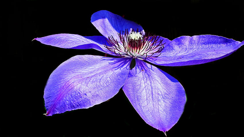 Blue Violet Petals Flowers Clematis Closeup Black, clematis flower HD wallpaper
