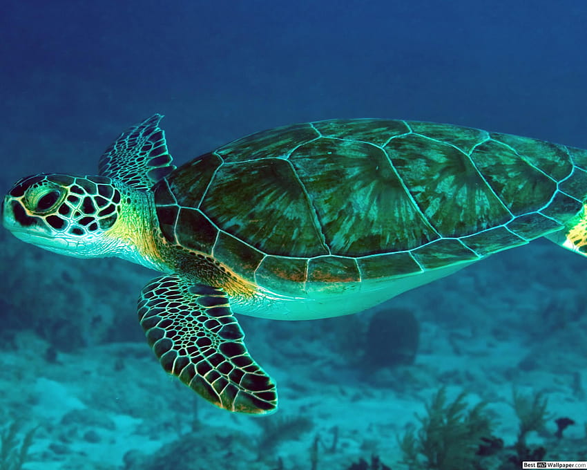 Hermosa tortuga marina bajo el agua, animal de Oceanía bajo el agua fondo de pantalla