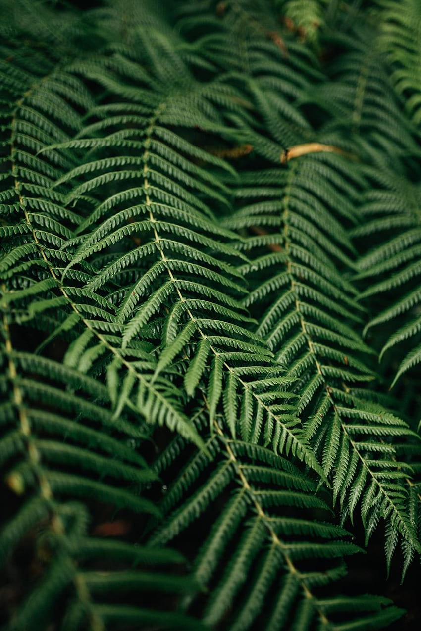 Close Up Fern, green fern leaf HD phone wallpaper
