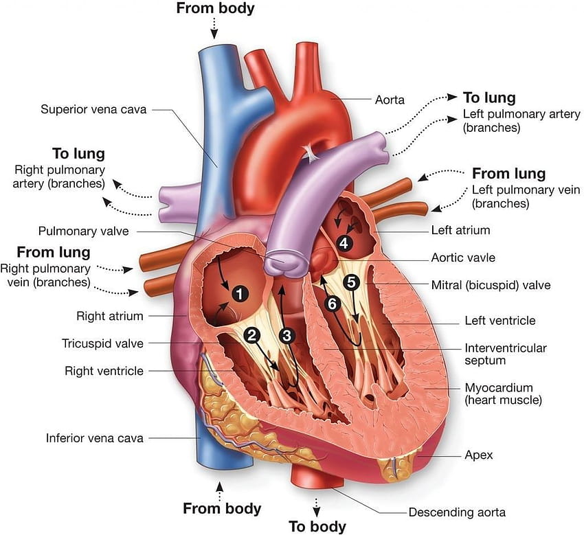 라벨이 붙은 인간의 심장 인체 해부학 진짜 인간의 심장 라벨이 붙은 인체 해부학 HD 월페이퍼