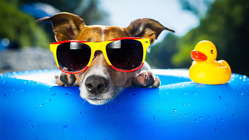 Cane, cucciolo, anatra, occhiali, gocce, estate, resort, divertente, spiaggia, blu, Animali, vita da anatra Sfondo HD