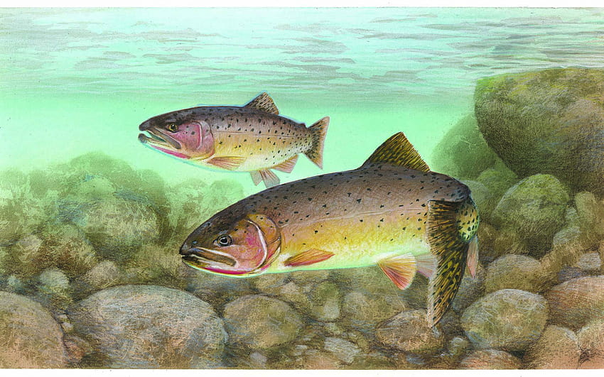 fish trout cutthroat trout cutthroat [2161x1288] untuk , Ponsel & Tablet Anda Wallpaper HD