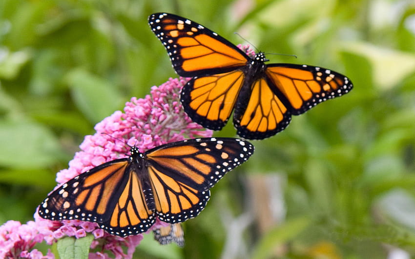 Monarch Butterfly 21099 HD wallpaper