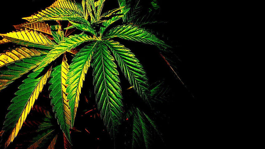 Ganja oleh NEWShoah, mariyuana Wallpaper HD