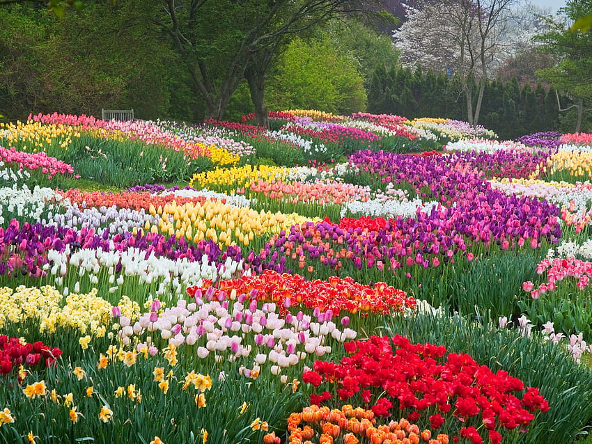 Защо кихате: Най-красивите цветя, които цъфтят тази пролет, цъфтящи градини HD тапет