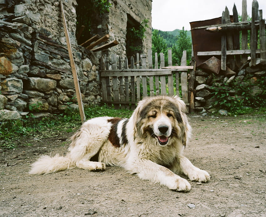 ข้อมูลสายพันธุ์สุนัขคอเคเชียนเชพเพิร์ด & – Dogtime วอลล์เปเปอร์ HD
