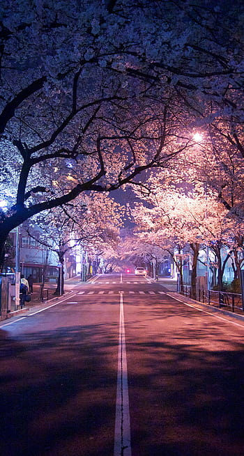 dark cherry blossom background  Playground AI