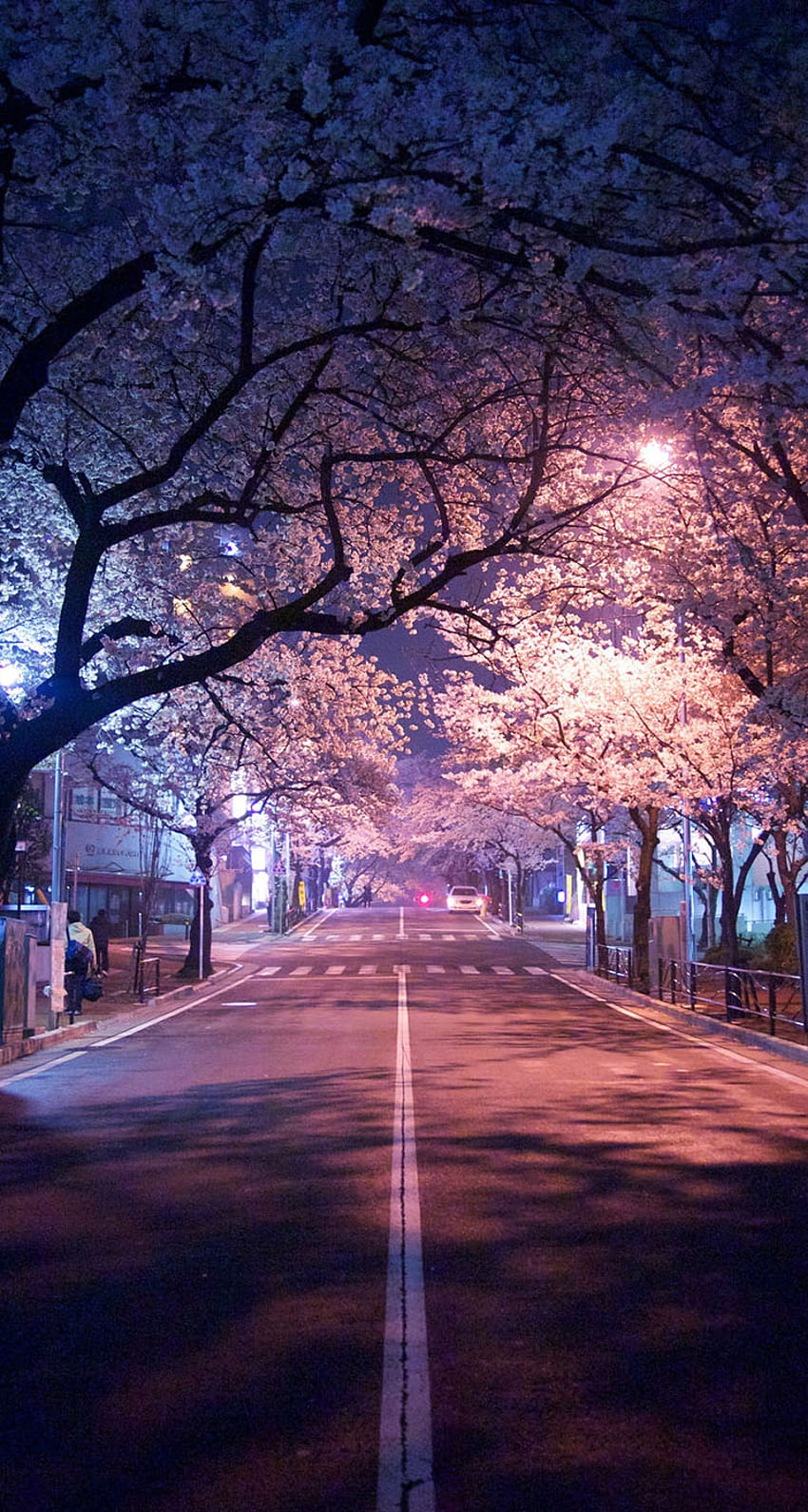 iphone fleur de cerisier, fleur, fleur, nature, printemps, fleur de cerisier Fond d'écran de téléphone HD