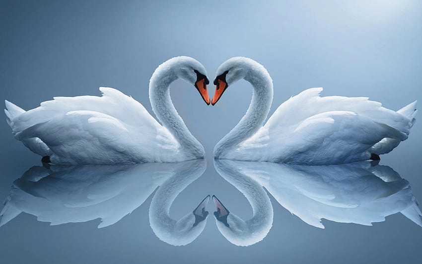 Swans HD wallpaper