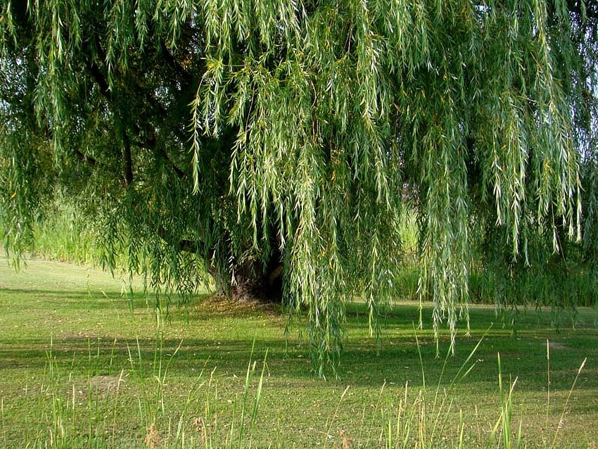 4 Willow dan, pohon willow Wallpaper HD