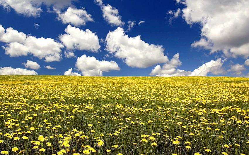 Summer flower field and blue sky, open field HD wallpaper