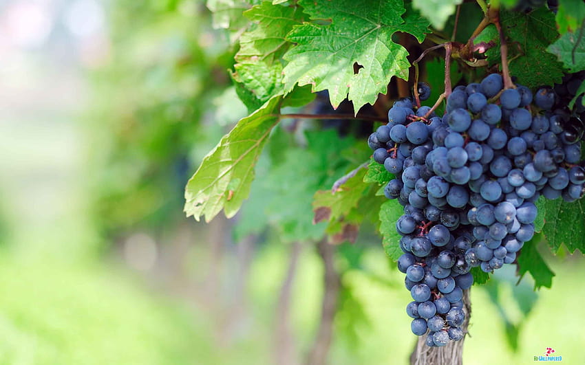 Grape Vine, grapevine HD wallpaper