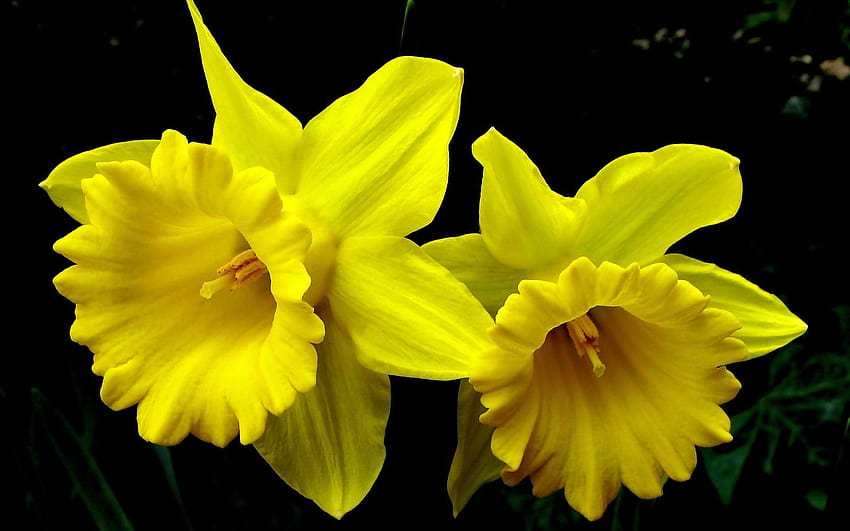 beautiful daffodils flowers high resolution, yellow daffodils flowers spring HD wallpaper