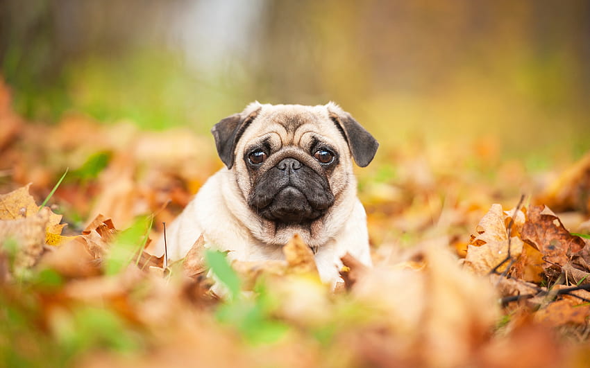 Pug, cachorro pequeño, simpáticos animales, perro pequeño, otoño, con una resolución de 3840x2400. Pug de otoño de alta calidad. fondo de pantalla
