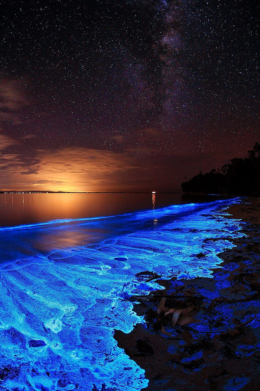 Bioluminescenza, plancton luminoso Sfondo del telefono HD
