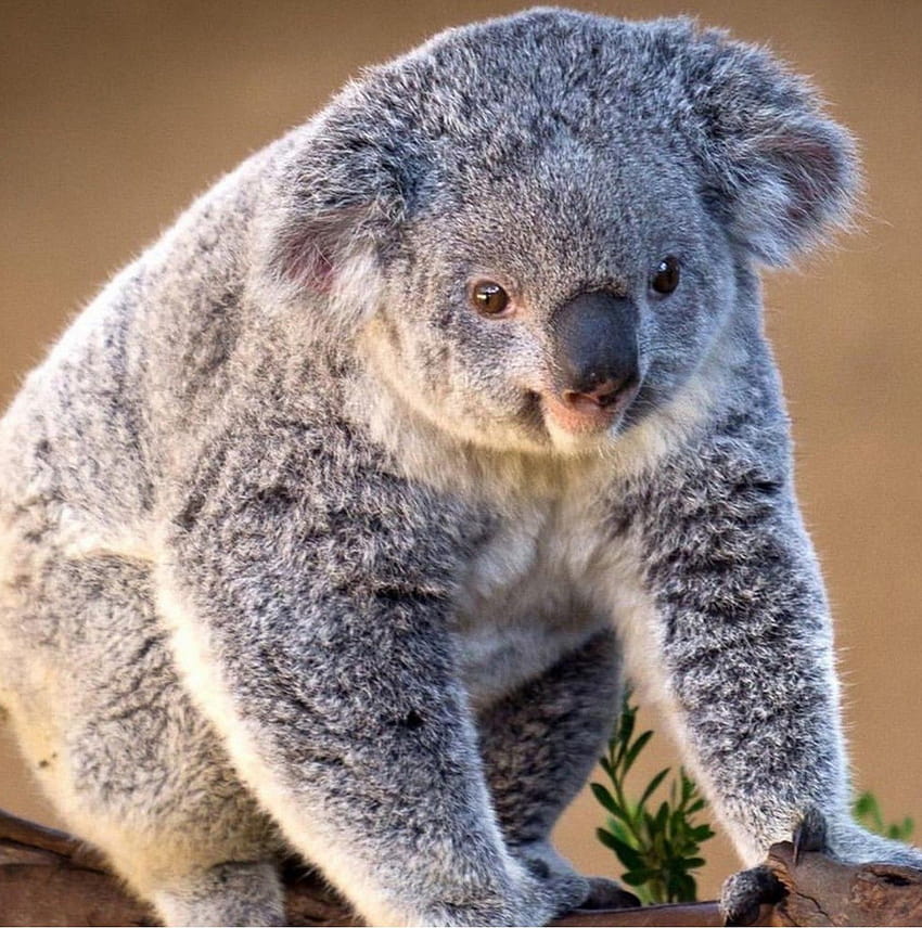 Lori Leger on AussieFauna, koala bear for phone HD phone wallpaper