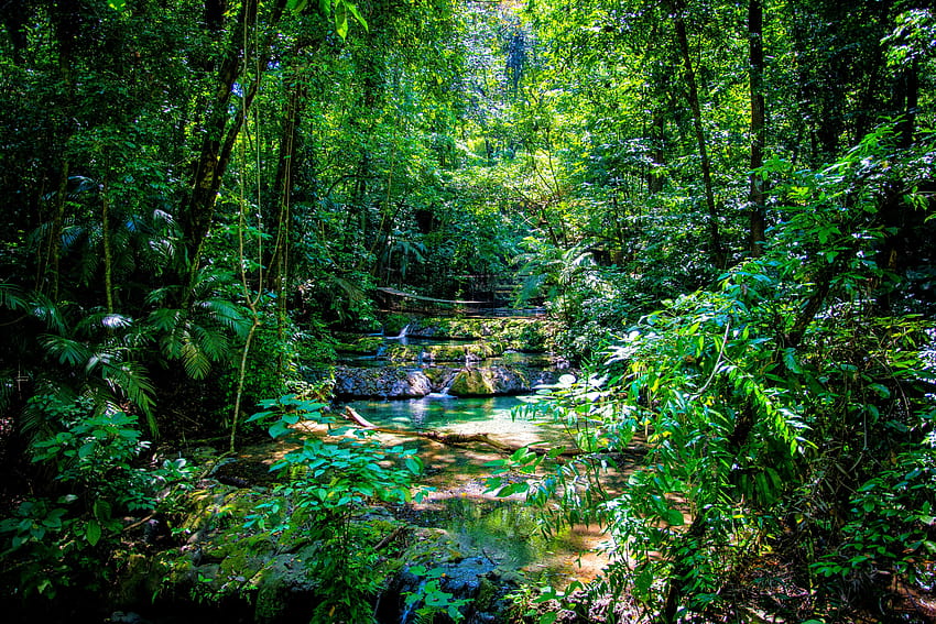 Jungles of Palenque Chiapas Mexico [OC] [6000x4000] graphy … HD ...