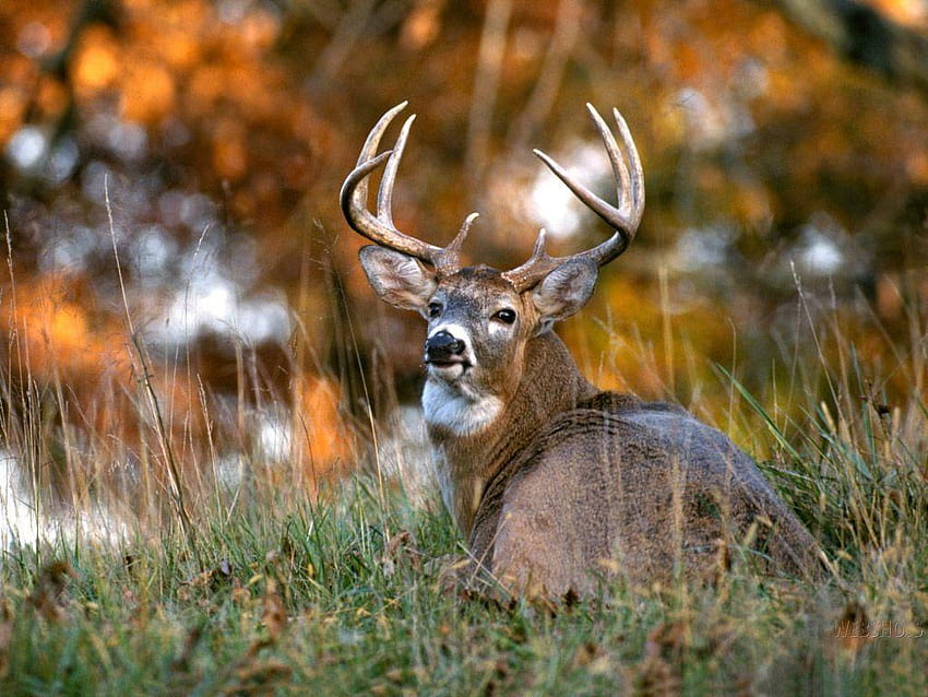 blacktail deer HD wallpaper