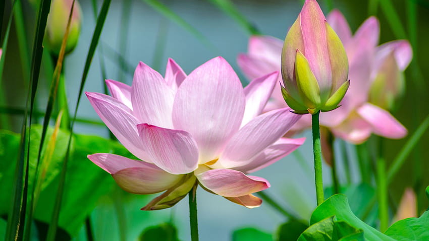 Lotus, fleurs, rose, bourgeon, fond, B0c615, lotus minimal Fond d'écran HD
